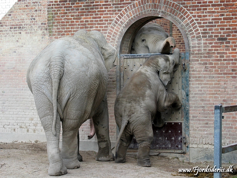 KBH zoo 190703 434.JPG